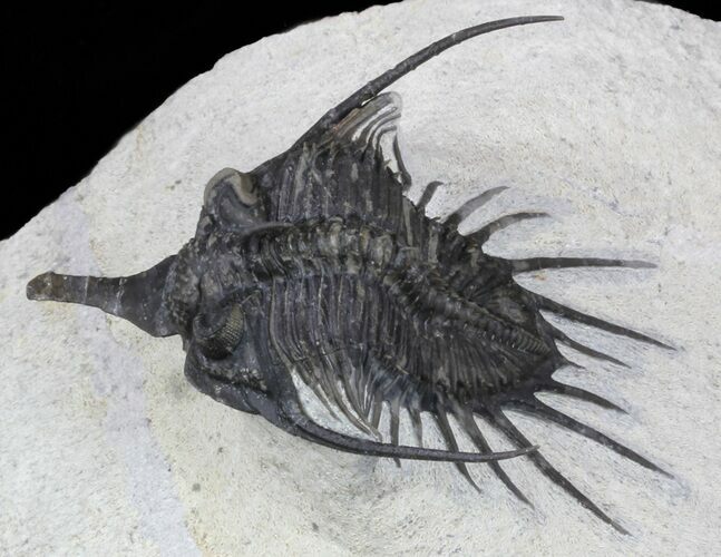 Spiny Psychopyge Trilobite - Short Snout Species #58037
